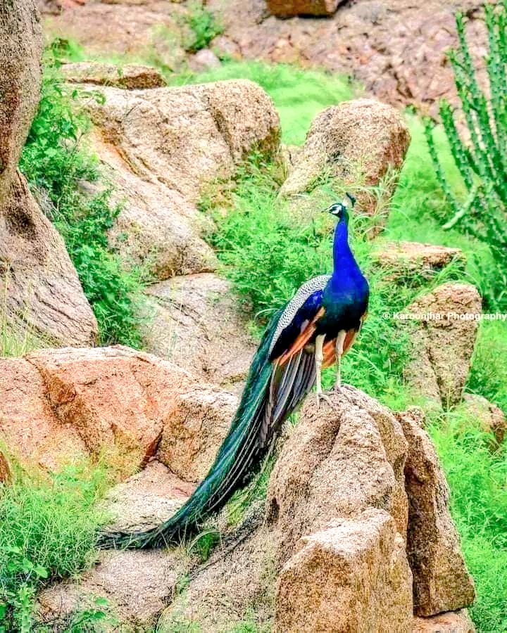 kundan_malhi's tweet photo. Being a party worker, I appeal to Charirman @BBhuttoZardari &amp; other leadership of party for the protection and survival of Karunjahr,the bill should be approved by the assembly &amp; it should be protected forever.
@AAliZardari @FaryalTalpurPk @AseefaBZ @BakhtawarBZ 

#SaveKaroonjhar https://t.co/dX9bA1ZUlB