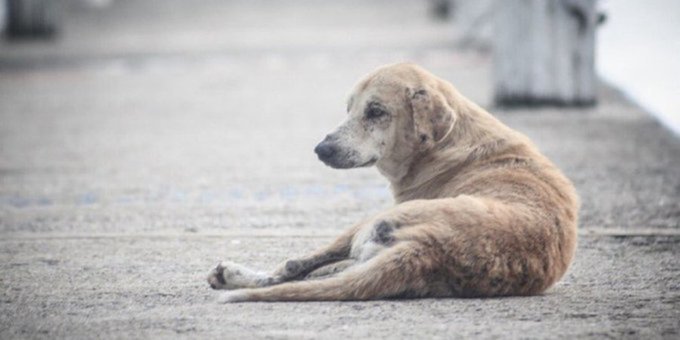 Lineamadrid's tweet photo. ¿Te has encontrado algún animal abandonado o de dueño desconocido? Avísanos... 🐈 
«Incidencias y peticiones de retirada de animales abandonados» 👉 https://t.co/9wPxmGyzqM 
#Animales https://t.co/cNEo92p5eU