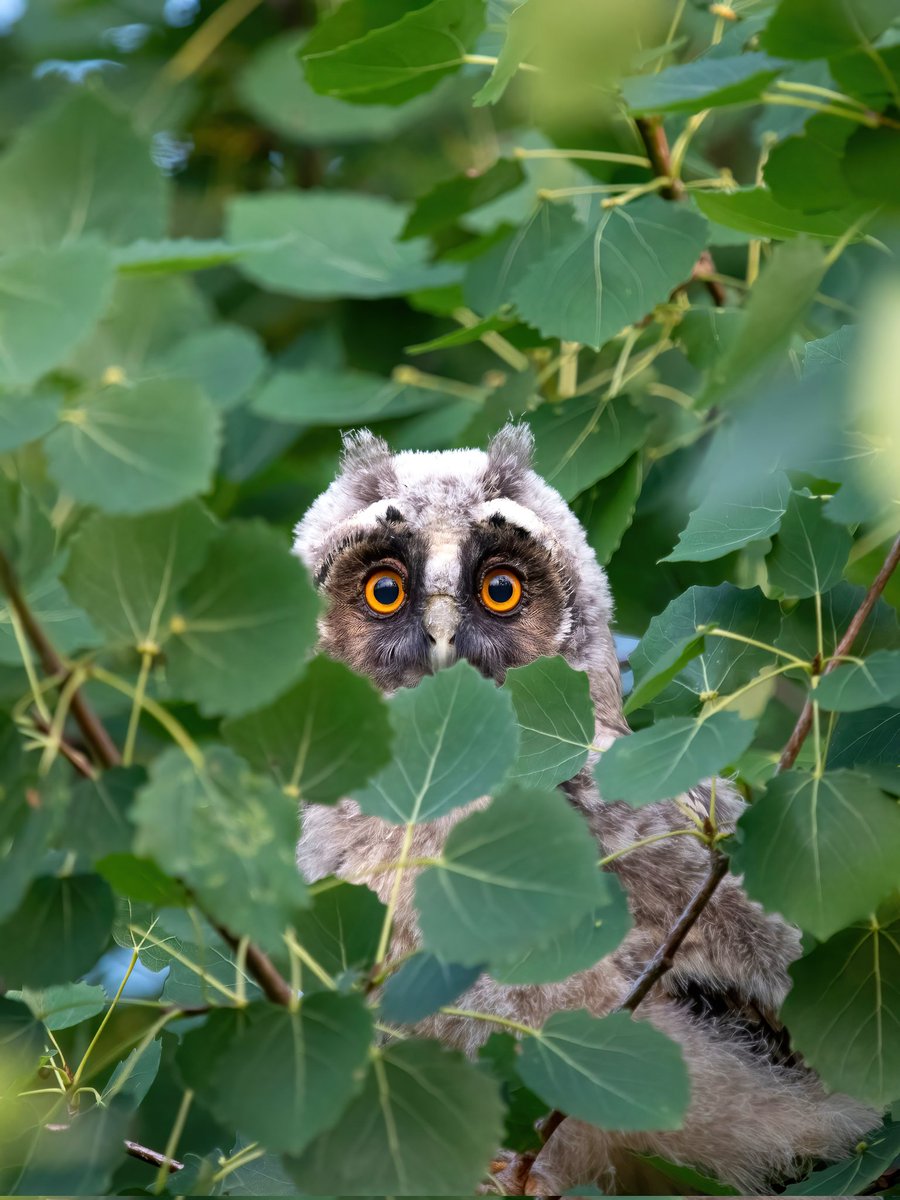 Joe Di Falco tweet media