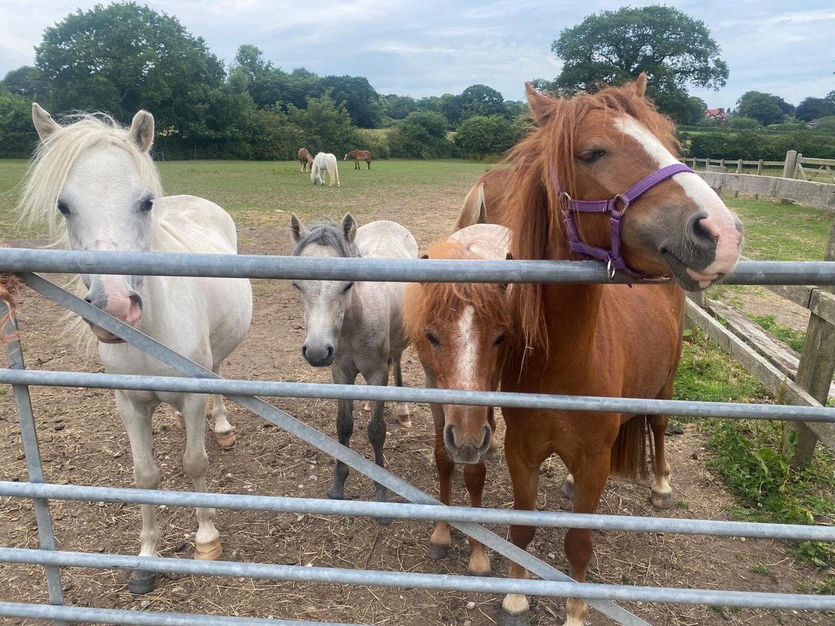 Good Monday Morning. We hope you all have a great week. Keep tuned in for updates on Belle. #horserescue #horselover