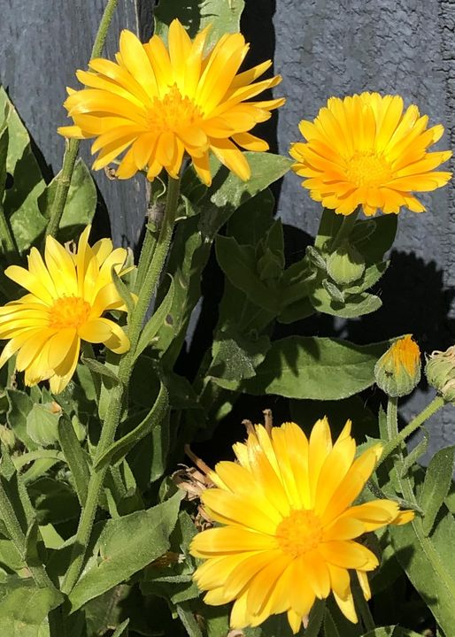 grace_wu10's tweet photo. “Be where you are. Otherwise you’ll miss your life”.🌸 🌻💫 ⭐️
#flowers #flowerphotography #flowerpower #flowerstagram #flowerlovers #fiori #fioridicampo #fioriselvatici #fioribelli #nature #naturephotography #lovenature https://t.co/tVy9bqtGik