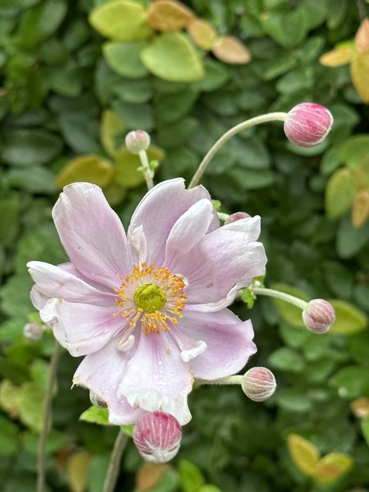 grace_wu10's tweet photo. 🌾"The emotional, sexual, and psychological stereotyping of females begins when the doctor says: 'It's a girl.'🌼
#flowers #flowerphotography #flowerpower #flowerstagram #flowerlovers #fiori #fioridicampo #fioriselvatici #fioribelli #nature #naturephotography #lovenature #flores https://t.co/SoIQAsV4gV