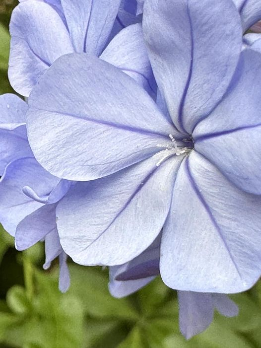 grace_wu10's tweet photo. “Train your mind to see the good in every situation.”💐🪸 🪷 ☀️
#flowers #flowerphotography #flowerpower #flowerstagram #flowerlovers #fiori #fioridicampo #fioriselvatici #fioribelli #nature #naturephotography #lovenature https://t.co/5UbXNgBggn
