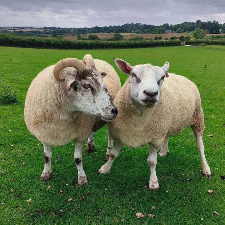 fars_sanctuary's tweet photo. 😍 LOVE IS IN THE AIR! 😍
#JustLikeUs animals fall in love 💒 &amp; we're VERY excited to let you know about a new FARS romance, between fan-favourite #BigMandy &amp; her attentive suitor #NemoSheep! He seems totally smitten &amp; is even headbutting away any rivals for Mandy's affection! 🤗 https://t.co/G3xT4JK6bD