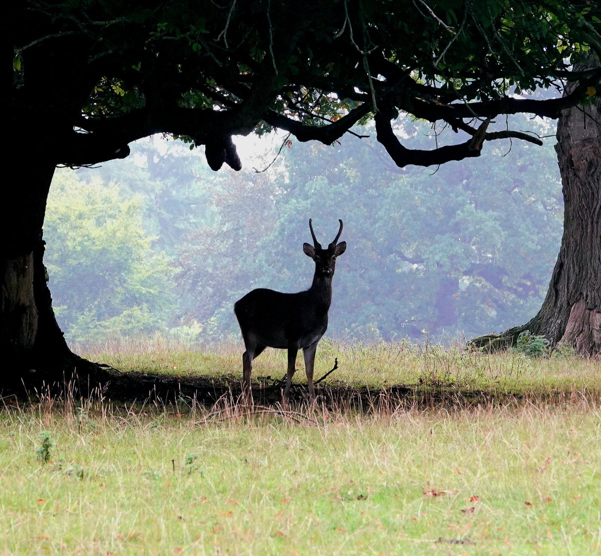 AdeysAlthorp's tweet photo. Black fallow 'spiker' framed by two 400 year old trees in Althorp's deerpark.
Conservation@althorp.com #deerpark #blackfallow #Spencerestates https://t.co/HwDIGxtx5I