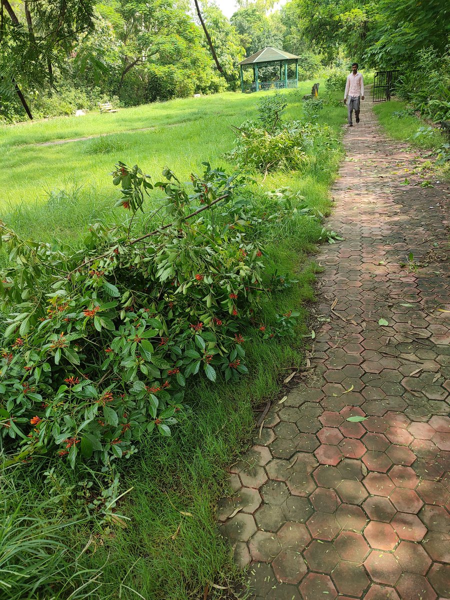 SustainDelhi's tweet photo. Hello, 
This is the condition of parks under the jurisdiction of @MCD_Delhi. The @mcdhorti has not taken action and this needs to be addressed. @OberoiShelly @GyaneshBharti1 @govt_delhi @AapKaGopalRai https://t.co/0sjQunqXSZ
