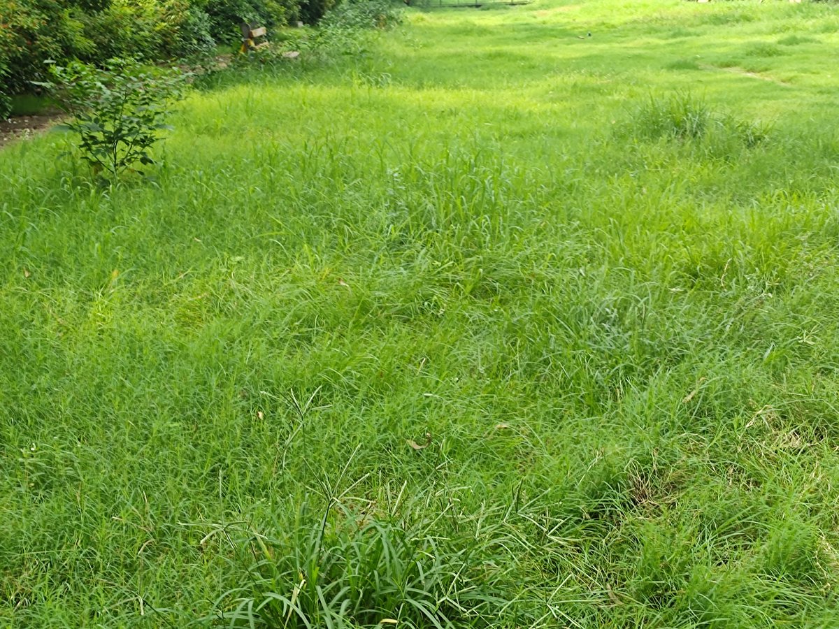 SustainDelhi's tweet photo. Hello, 
This is the condition of parks under the jurisdiction of @MCD_Delhi. The @mcdhorti has not taken action and this needs to be addressed. @OberoiShelly @GyaneshBharti1 @govt_delhi @AapKaGopalRai https://t.co/0sjQunqXSZ