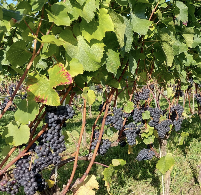 Do you know what your yield will be this year?

Workshop: 'Estimating crop yield - the importance of getting it right'. 
Wed 26 July, Everflyht Vineyard, Ditchling, E Sussex, with Luke Spalding. 
Discounts for WineGB and students. 
Book via vinescapes.com/training.