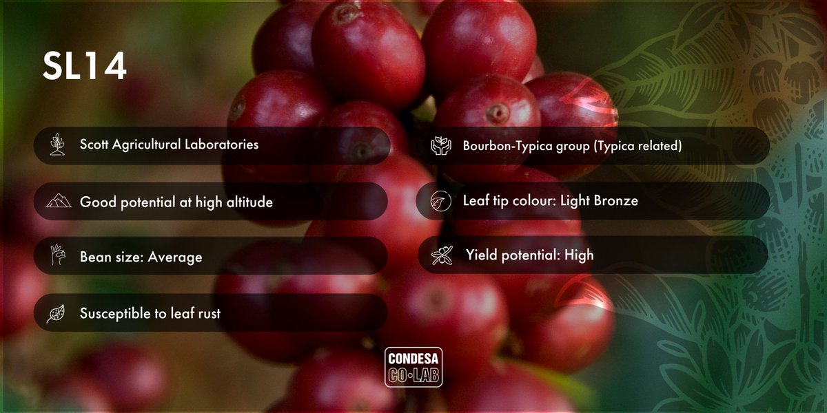 Say hello to SL14, a coffee variety known for high yields and resilience to drought and cold. Created in Kenya by Scott Labs in 1936, it's now a vital part of both Kenya and Uganda's coffee landscape.

#CondesaCoLab @worldcoffeeresearch