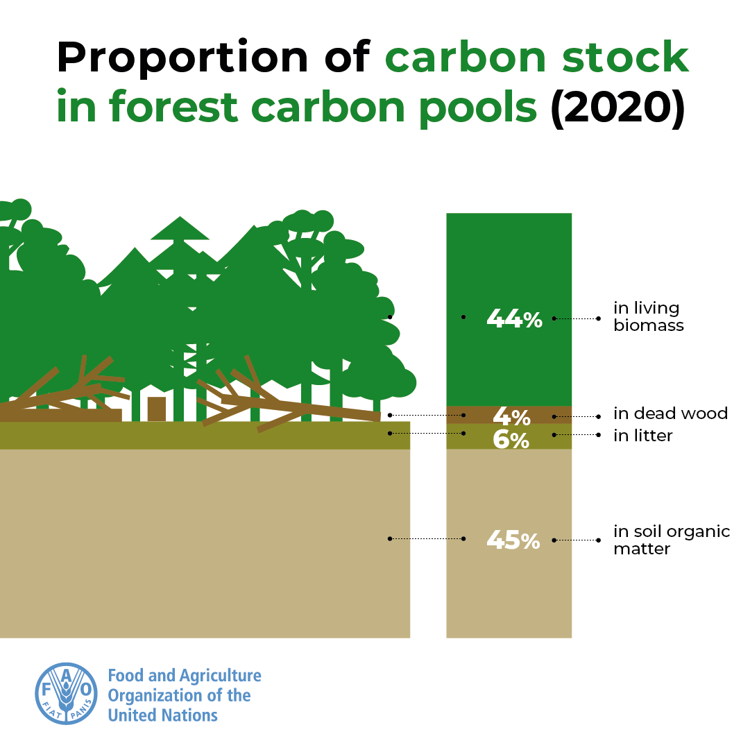 Did you know?

Most forest carbon is found in the living biomass (44 percent) and soil organic matter (45 percent), with the remainder in dead wood and litter.

👉 bit.ly/GFRA2020

#FRA2020 #GFRA