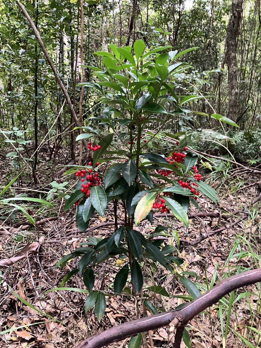 Wenbo77's tweet photo. The first environmental weed I learnt in Gold Coast region is this lovely shrub called coral berry (Ardisia crenata), originally from Asia. It has also invaded USA.
#environmentalweed #invasiveplant #ardisia #coralberry #生物入侵 #朱砂根 https://t.co/aX5JPgRgHb