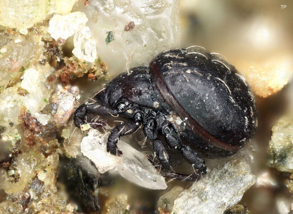 It's #MiteMonday. Here a lateral photo of Hermannia convexa. With a body length of 1,5 mm it is a giant among most other #Oribatida, which usually are only half a milimetre long.