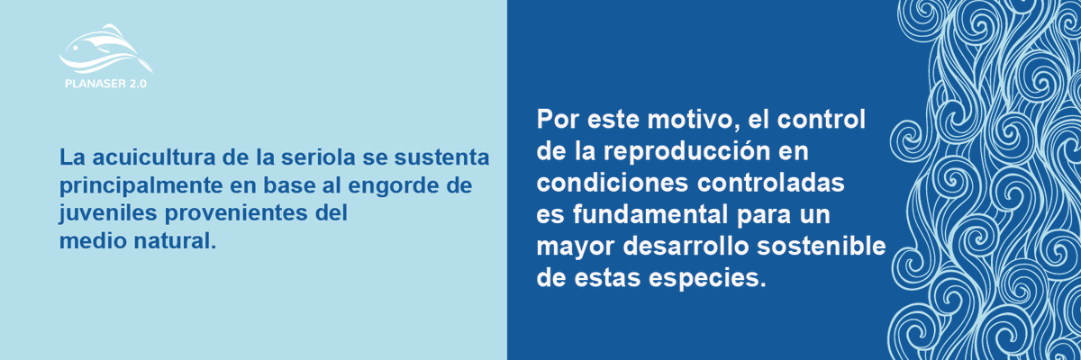 PLANASER 2.0 tweet media