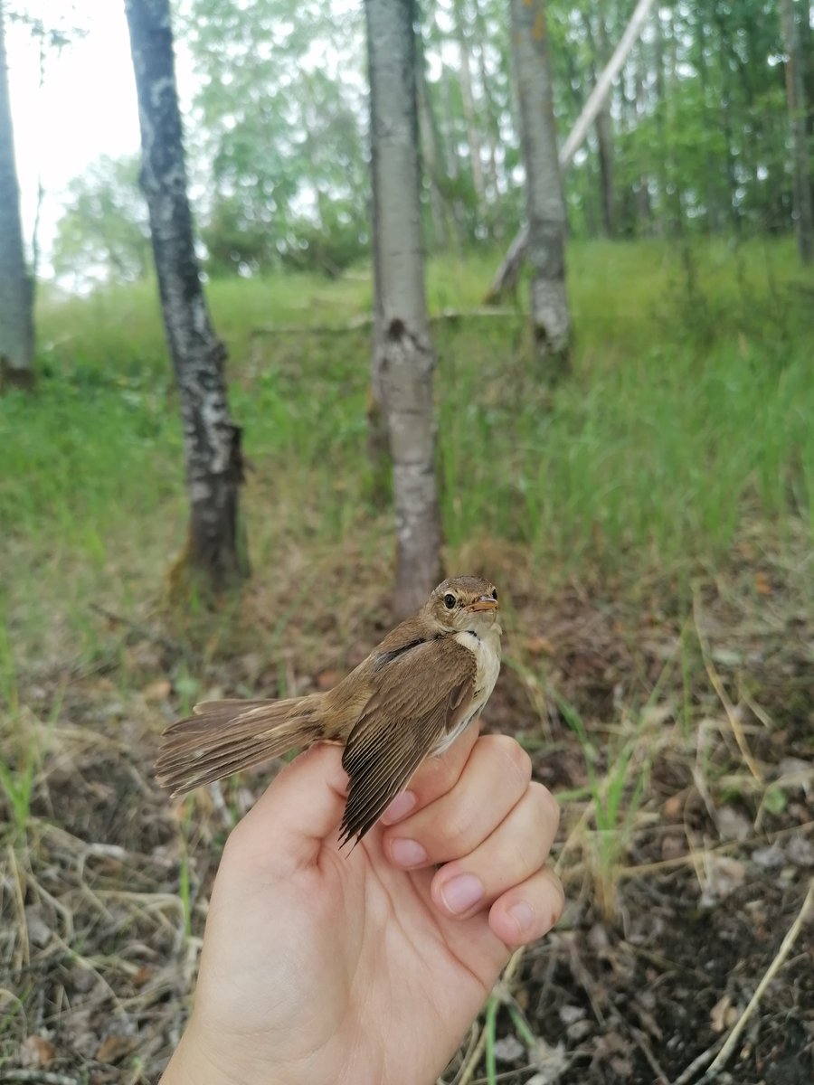 I became part of this great team for a while when I did an internship with <a href="/informedbirds/">Rose Thorogood</a> and Edward Kluen at the University o Helsinki. Thank you guys for the pleasant working (reed) environment. 😍🌾
Thanks also to my team <a href="/Cke_CZ/">Czech Centre of Cognitive Ethology</a>  and <a href="/PrfJU/">Přf JU</a>  for their support. 🩷