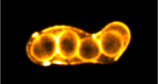 New HFSP funded post-doctoral opportunity to work on  "WHAT IS LIFE?" using bacterial and fission yeast (see below) spore dormancy as a model.

atsv7.wcn.co.uk/search_engine/…