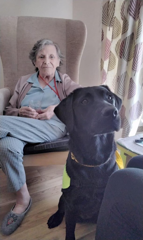 Therapy Dogs tweet media