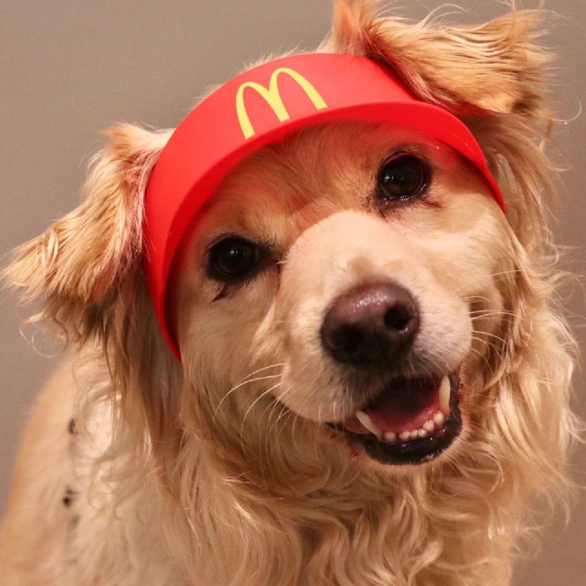 PETSPETSCS's tweet photo. Cute
💗
I'm working at McDonald's today ~🐾

· Wait ·
🐶 SHOP NOW 🐱 LINK IN MY BIO ⬆️ Shiping ✈️🚢🌍

#petspets #mcdonalds #pet #cat #dog #kitty #puppy #today #cute https://t.co/vIvdTfBFOx