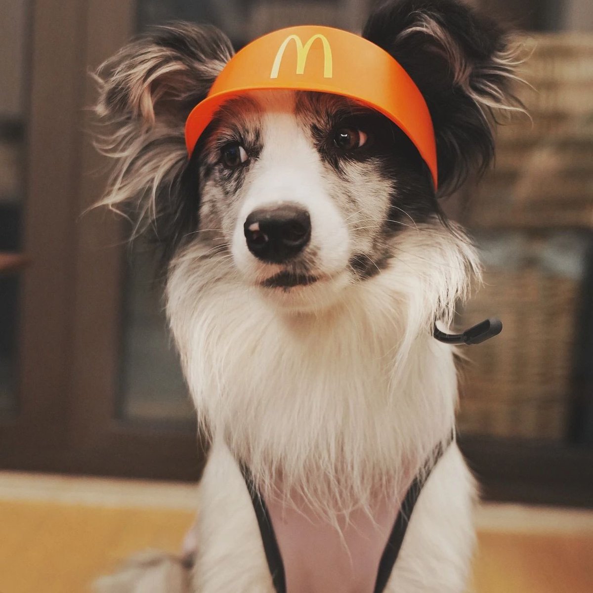 PETSPETSCS's tweet photo. Cute
💗
I'm working at McDonald's today ~🐾

· Wait ·
🐶 SHOP NOW 🐱 LINK IN MY BIO ⬆️ Shiping ✈️🚢🌍

#petspets #mcdonalds #pet #cat #dog #kitty #puppy #today #cute https://t.co/vIvdTfBFOx