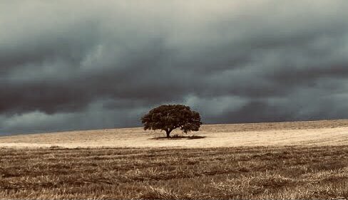 Fırtınaya karşı koyan ağacın köküdür. Bu yüzden insan için derinleşmek, yükselmekten önce gelir.