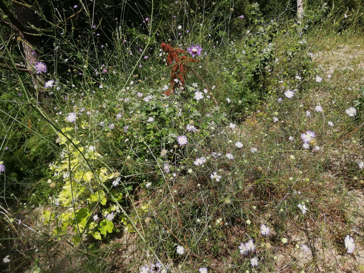 LIFE_REDUNE's tweet photo. #fioritura in gran stile! #vederepercredere
A BOSCO NORDIO!
@VenetoAgricoltu  @CaFoscari  @LIFEprogramme  @LNatura2000 https://t.co/Tu8L5T9cUR