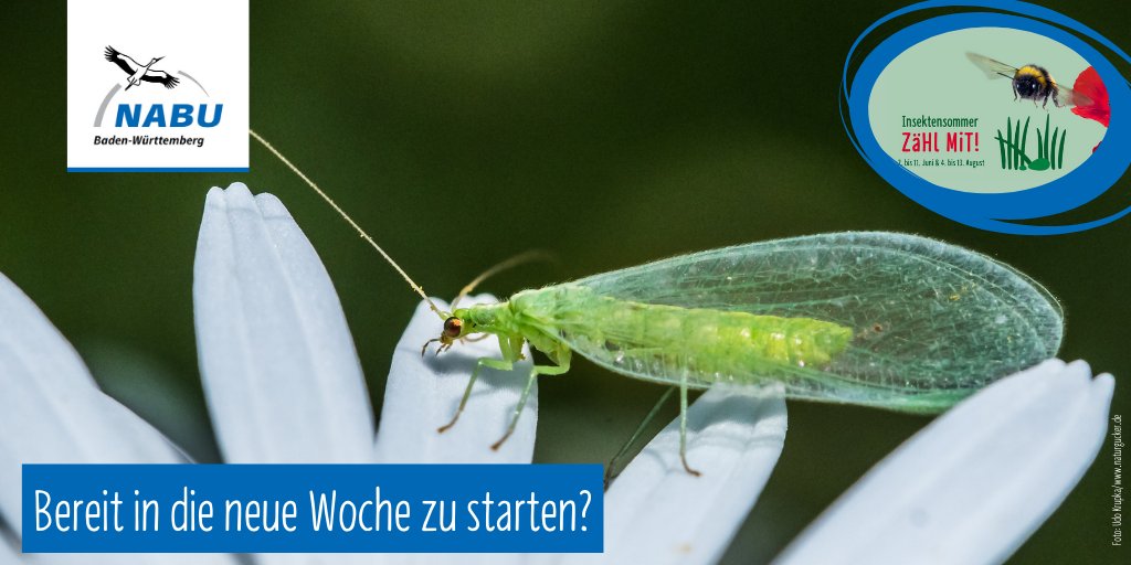 Naturschutzbund's tweet photo. Wir wünschen dir einen tollen Start in die #neueWoche 🥰!
P. S. Bald ist es so weit! Am Freitag startet die zweite Phase des #Insektensommers. Bist du gut vorbereitet? 🦋🐝🐞
(📷: #Florfliege) https://t.co/PMmJeDJwk1