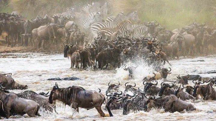 Great Migration at Serengeti National park!

#tanzaniasafari #tanzaniaunforgettable #tanzaniaroyaltour #tanzaniatourism #tanzanianationalparks #serengetinationalpark #tarangirenationalpark #lakemanyaranationalpark #localtouroperator #localtravelagency #localtourguide