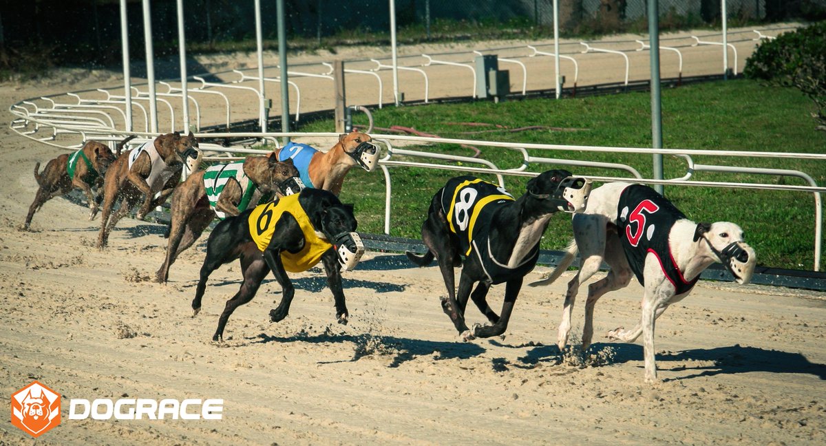 DogRace.GG tweet media