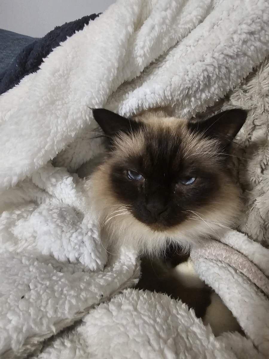 Henlo my Palz.. The WINCH aka mama hamz da odesetee to  disturbing me ... NOT HAPPY 😒 

#CatsOfTwitter #CatsOnTwitter #Birmancat #Cats <a href="/Aloo_Oz/">𝔸𝕃𝕆𝕆 (ālū)</a> <a href="/georgiarealist/">Susan Burge and Puddin 🦥</a> <a href="/millyfromoz/">MillyCat 🌈 and RovyCat 🇦🇺</a> <a href="/Eliot01375004/">Atwood, Borys & 🌈 Eliot 💔🇦🇺🕎</a> <a href="/frisky9/">Frisky Le Rouge</a> <a href="/scruffkit/">Siblings of Scruffkit</a> <a href="/RatBoyCurry/">Rat Boy🐀</a> <a href="/PiandNeko1/">Neko ❤️’s PiBeansMiloCadwellCorkyFrankArchieTed❤️</a> <a href="/rottenroxygirl/">Roxy’s Mom</a> <a href="/DomainDoris/">Doris McFloofle</a> <a href="/EringoB02429272/">Oliver the Purrfect Cat 🇦🇺</a>