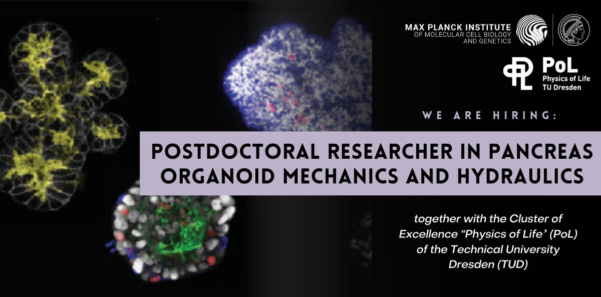 Together with the Cluster of Excellence Physics of Life (PoL) <a href="/PoLDresden/">Physics of Life Dresden</a> of the <a href="/tudresden_de/">TU Dresden</a>, the <a href="/mpicbg/">MPI-CBG Dresden</a> is hiring a Postdoctoral Researcher in Pancreas Organoid Mechanics and Hydraulics. Apply here: mpi-cbg.de/join-us/open-p…
