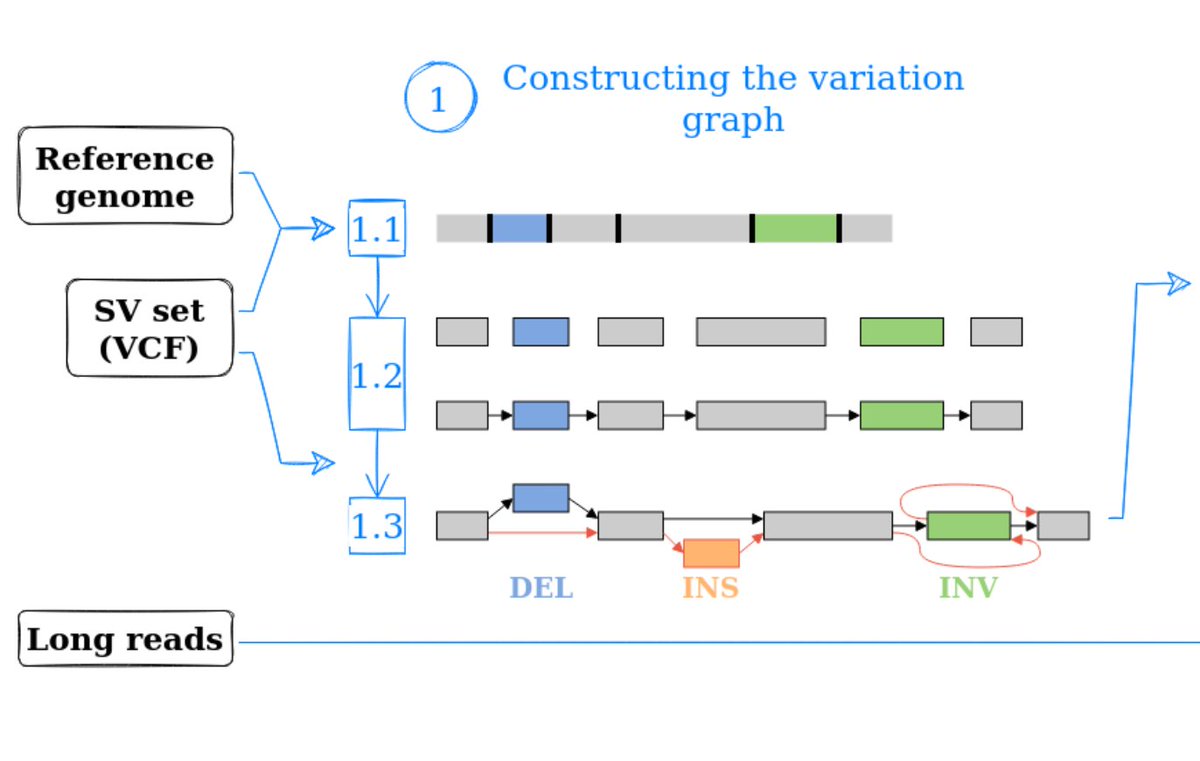 SVJedi-graph is based on the construction of a variation graph representing the entire reference genome and all its alternative SV alleles. It allows better genotyping performance especially for close or overlapping SVs. 2/3