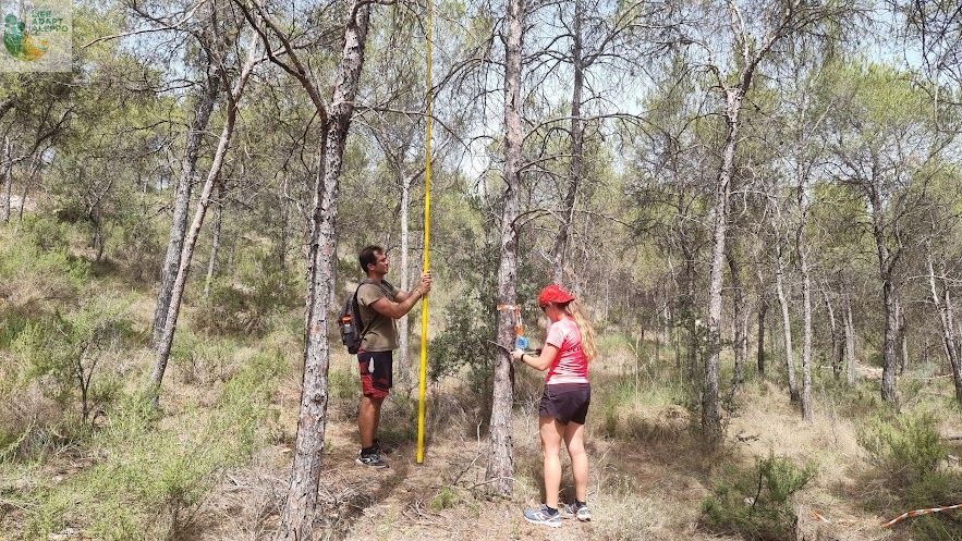 En #LIFE #Adaptaleppo se hacen muchos trabajos de #inventario en parcelas de Pinus halepensis: medición de radio de parcela, señalización de perímetro, marcaje de centro de parcela con estaca, toma de datos. 📝
<a href="/IEntornoNatural/">I.Entorno Natural</a> <a href="/agrestascoop/">AGRESTA S. Coop.</a> <a href="/EtsiamAb/">ETSIAMB ALBACETE</a> <a href="/UPV/">Universitat Politècnica de València</a> <a href="/RM_Agua/">Consejería de Agua, Agricultura, Ganadería y Pesca</a> <a href="/ETSEAFIV_UdL/">ETSEAFIV_UdL</a>
