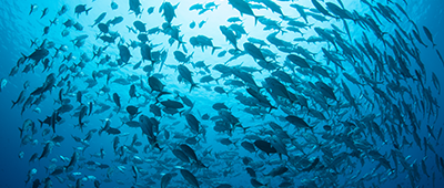OECD's tweet photo. Does government policy encourage sustainable fishing?
Dive into the #OECDFishReview and learn how strengthened fisheries management as well as alternative support policies could help ensure a sustainable future for the sector: https://t.co/9isddLw1iY https://t.co/PwfnQMVU4g