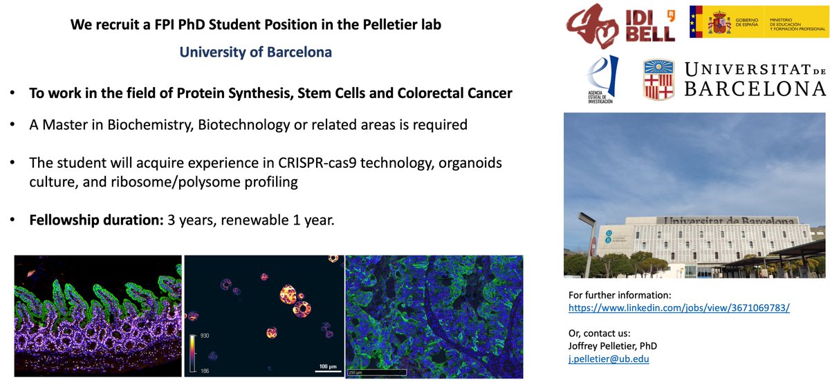 If you are motivated and interested by protein synthesis and cancer stem cells, come and join us !👇! We have a PhD student position opened (FPI contract) ! Please RT <a href="/UniBarcelona/">Universitat de Barcelona</a> <a href="/idibell_cat/">IDIBELL</a>