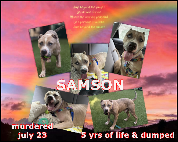 NYCACC murdered 2 dogs on the 23rd (we are assuming th3 4 left as euth ordered are alive). OCEAN &amp; SAMSON had no one to care through they begged to live. Obits will follow later. Deserved so much better. That makes 97 healthy, loving, dogs killed when no one stepped up this year.