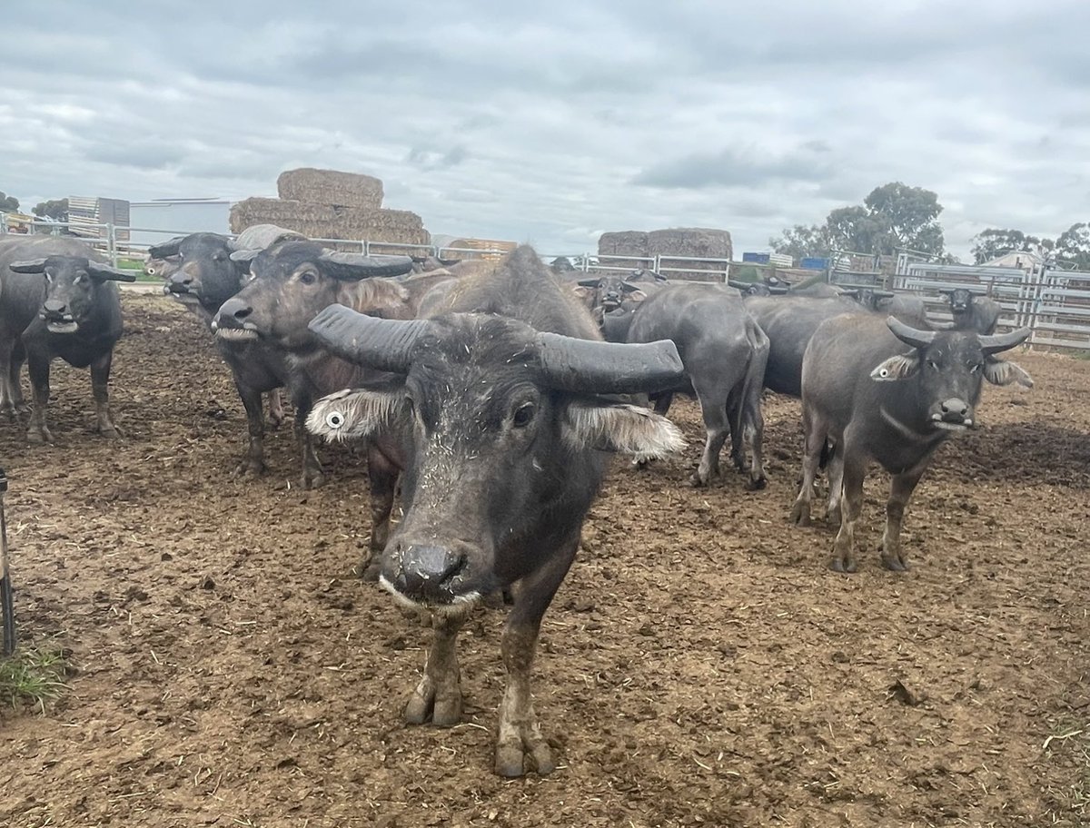 Tom Dawkins tweet media