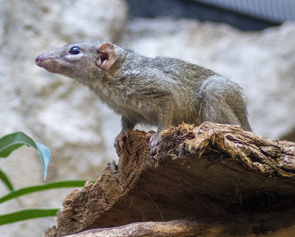 Formaldehyde tweet media