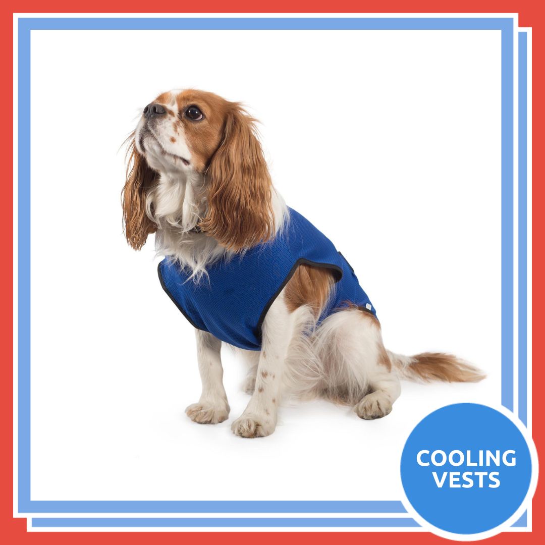 Rookes_Pets's tweet image. ☀️ The Ancol pet cooling vest can be plunged into water and fitted to your dog on a hot summer’s day, keeping them cool and comfortable!

🐕 Available in sizes XS - XXL.

#dogsinsummer #summerdogs #summerdog #keepingdogscool #keepingdogssafe #dog #dogs #doglife