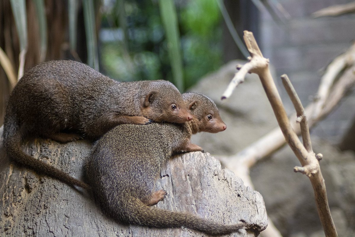 Formaldehyde tweet media