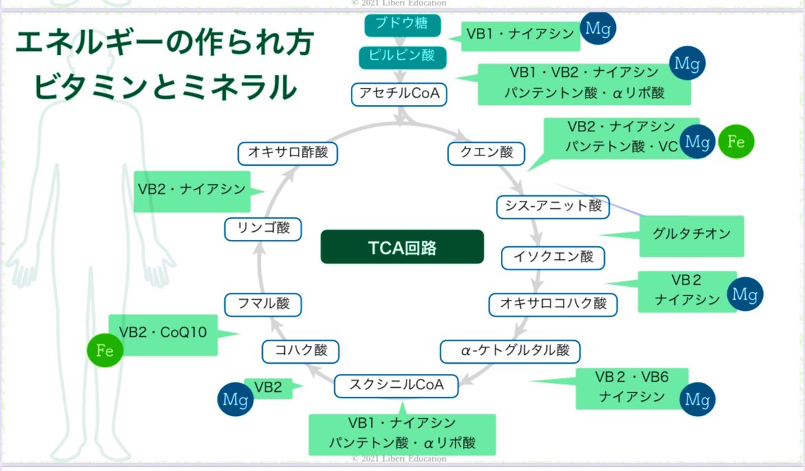 質問：「何を飲んだら良いですか？」 答え：「細胞が喜ぶ物をとりあえず摂っておけばええねん！」 【エネルギー通貨=ATP】を効率良く産み出すために必要な栄養素は、＃ビタミンB群  #αリポ酸 ＃マグネシウム #コエンザイムQ10 だ‼️最優先栄養素はミトコンドリア機能を ...