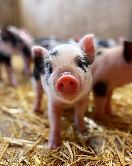 SNOUT OUT 🐷 if you think this is the cutest pic ever! 😍
Edie’s pen is definitely our go-to place on the farm atm, her babies are ADORABLE!🥰

 #pennywellfarm #babypig