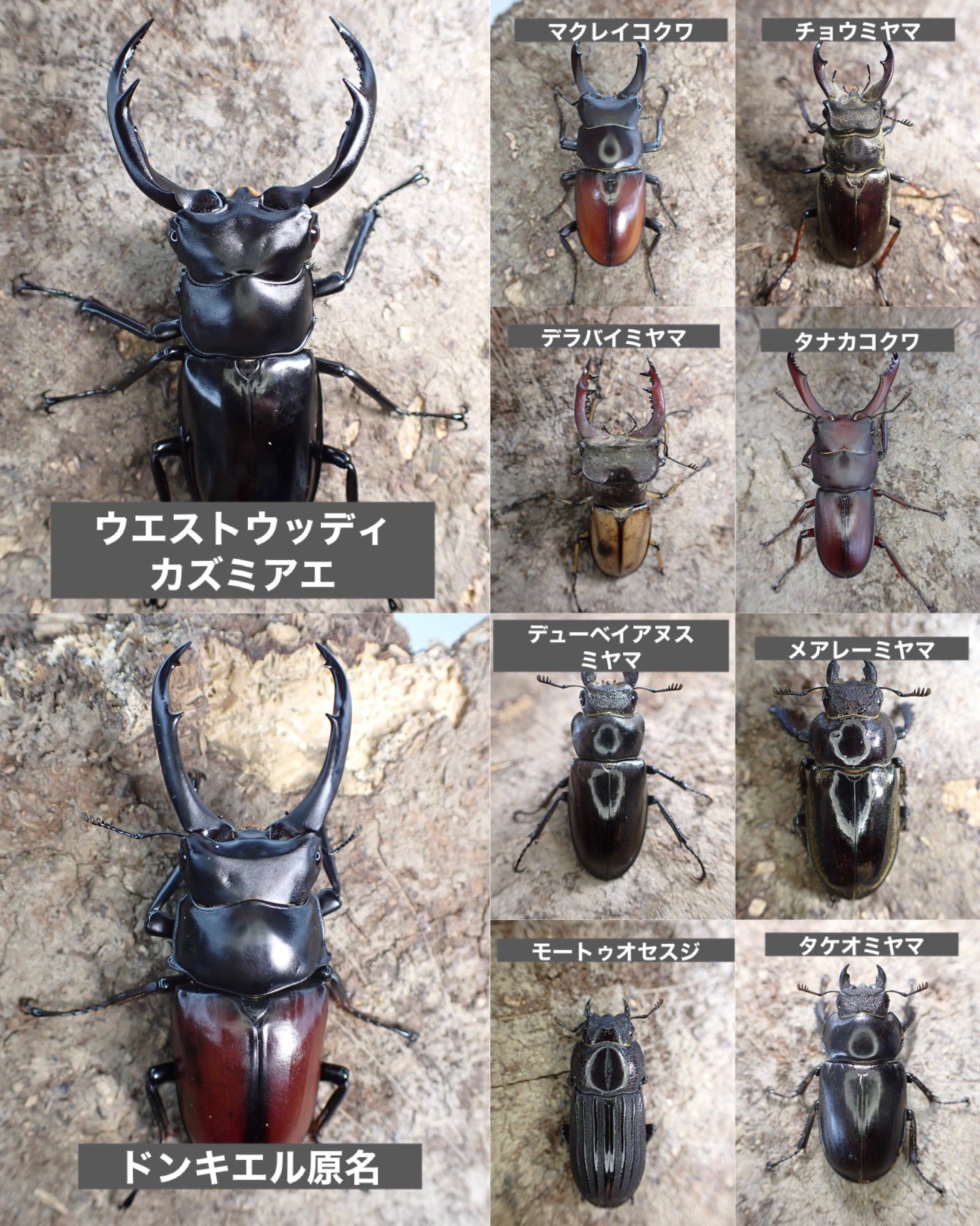 KPW公式｜昆虫生体・標本・オークション على X: 