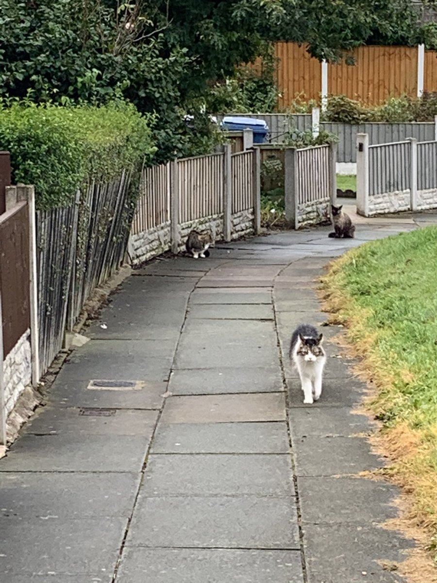 Buttons when she used to do her #Hedgewatch use to make sure whole street was protected! @Hedgewatchers #CatsAreFamily #CatsOnTwitter #CatsOfTwitter #HedgewatchForButtons #hedgewatchforharry