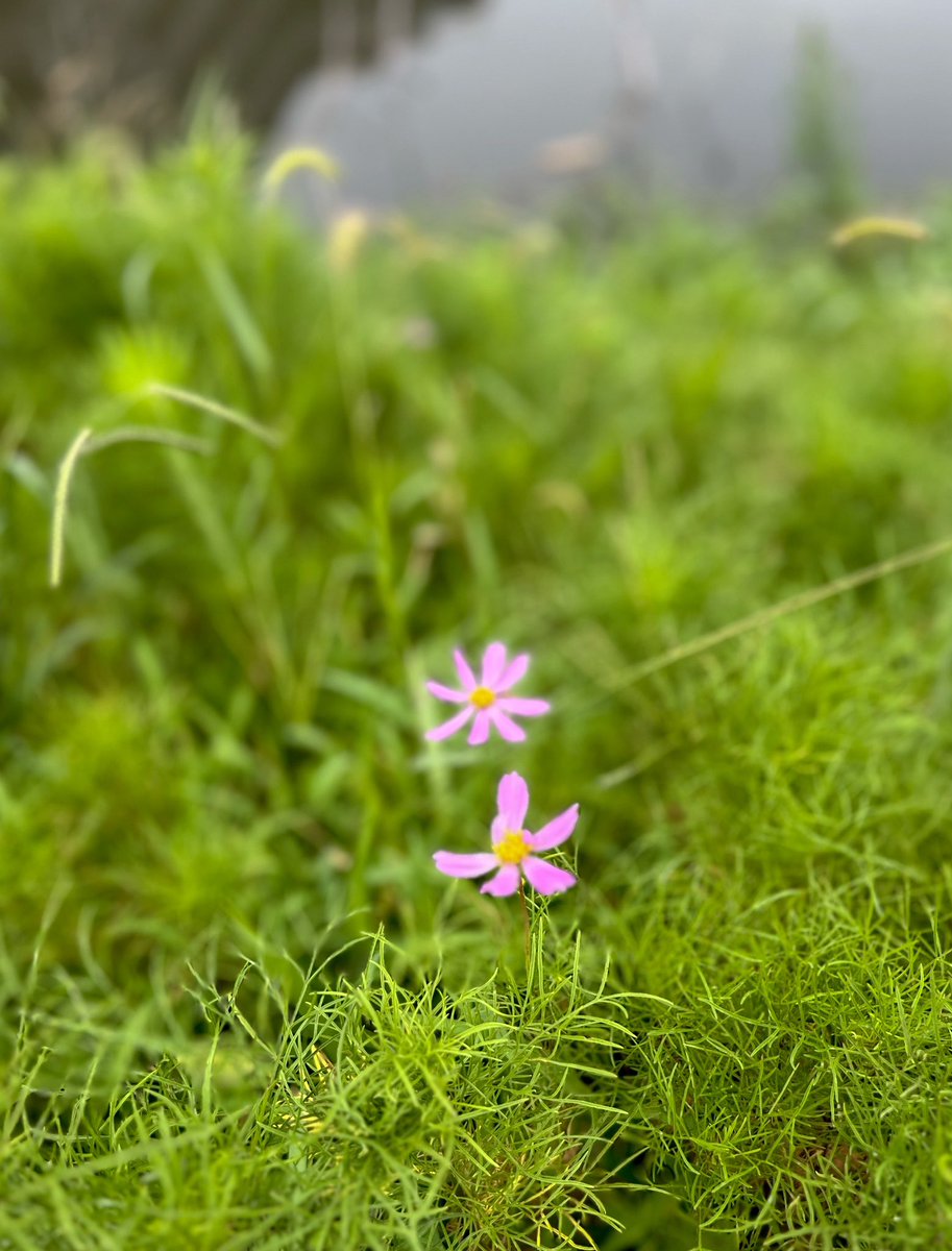 toto_graphy's tweet image. おつかれさまです☺️ #ファインダー越しの私の世界ᅠ #dailysnap #photographer #写真が好きな人と繋がりたい #sonyalpha