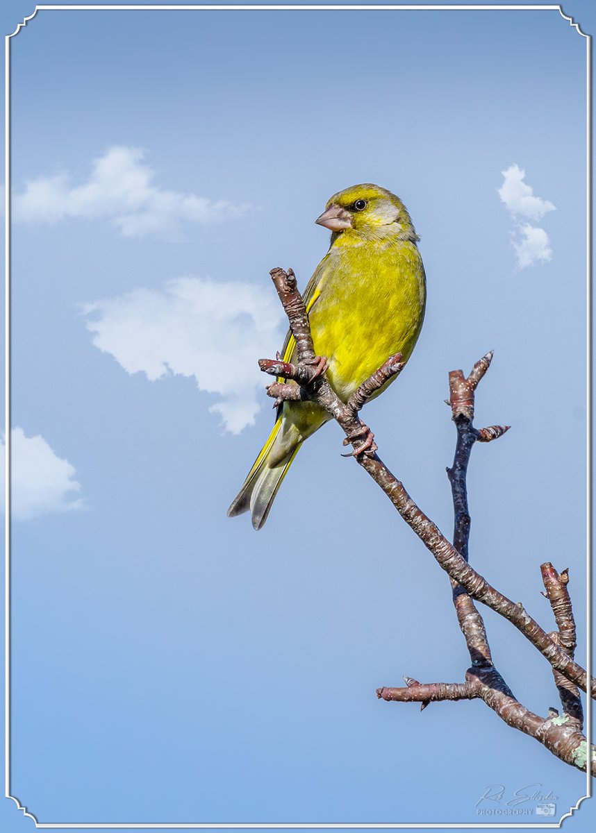 REPhotography59's tweet photo. 1.&amp; 2. - European Greenfinch (Chloris Chloris)
3.&amp;4. - European Goldfinch (Carduelis Carduelis)
©Rob Ellisdon Photography™
https://t.co/7DXiayA1ps
#TwitterNatureCommunity
#birdphotography 
#wildlifephotography #wildlife
#Nature #NaturePhotography
#BirdsOfAustralia #Tasmania https://t.co/lXJ4bAf0Lq