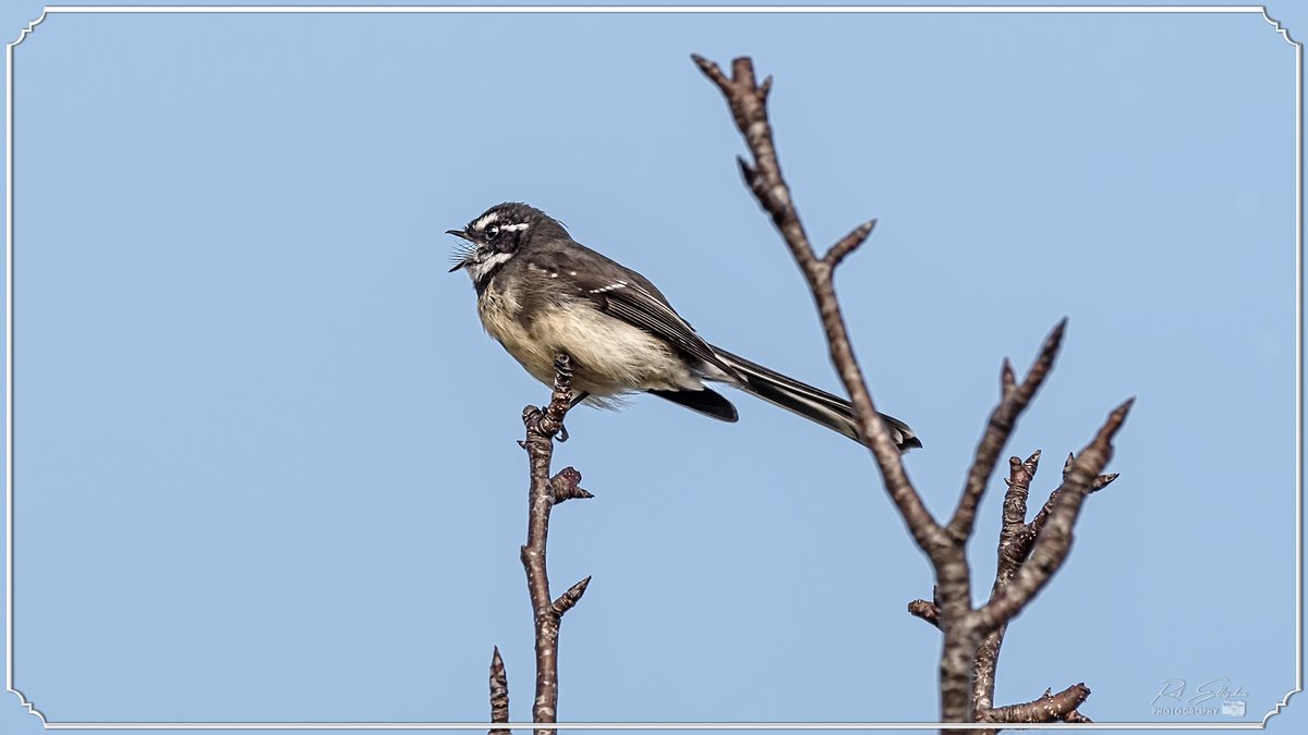REPhotography59's tweet photo. 1.&amp;2. - Grey Fantail (Rhipidura Albiscapa)
3.&amp;4. - Tasmanian Thornbill (Acanthiza Ewingii)
©Rob Ellisdon Photography™
https://t.co/7DXiayA1ps
#TwitterNatureCommunity
#birdphotography #birds
#wildlifephotography #wildlife
#Nature #NaturePhotography
#BirdsOfAustralia #Tasmania https://t.co/xXMT1Jf3f7