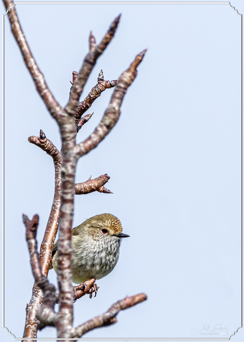 REPhotography59's tweet photo. 1.&amp;2. - Grey Fantail (Rhipidura Albiscapa)
3.&amp;4. - Tasmanian Thornbill (Acanthiza Ewingii)
©Rob Ellisdon Photography™
https://t.co/7DXiayA1ps
#TwitterNatureCommunity
#birdphotography #birds
#wildlifephotography #wildlife
#Nature #NaturePhotography
#BirdsOfAustralia #Tasmania https://t.co/xXMT1Jf3f7