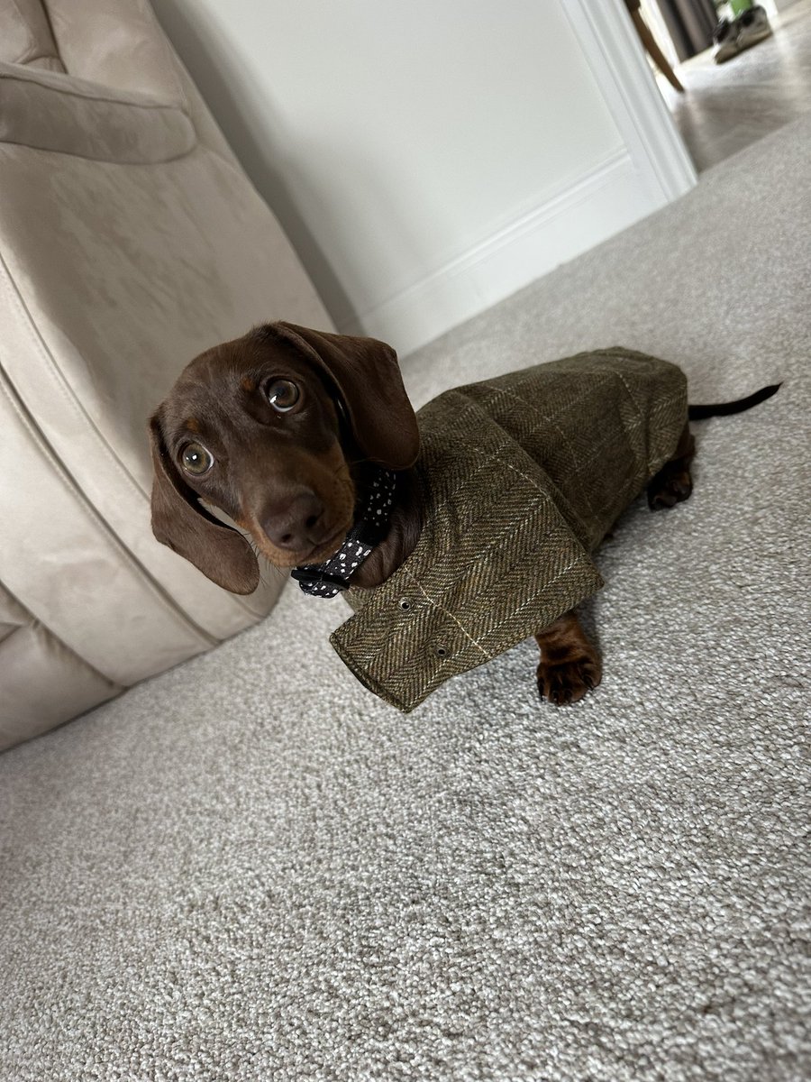 abie_wheeler's tweet photo. Never thought Iโd be someone who puts their dog in a coatโฆ what Iโve actually done is turn Annabelle into Sherlock Holmes!
#hatesrain #pupdetective #minidachshund #rainydayoff https://t.co/DspFXrNip2
