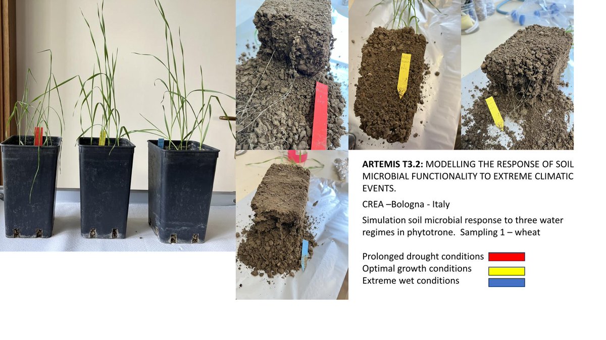 EJPSOIL_Artemis's tweet photo. @CREARicerca ongoing #potexperiments on #wheat modelling the response of #soilmicrobial population to 3 water regime, from #drought to extreme wet condition #climateextreme #phytotrone #wheat @EJPSOIL https://t.co/TE2eZSZY3M