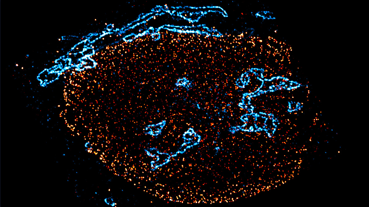 Minimize the linkage errors in your IF staining. Because they are ten times smaller – compared to conventional IgG antibodies – our #nanobody conjugated #abberior STAR dyes offer much better access for #superresolutionSTEDmicroscopy.

Have a look 👉 abberior.rocks/dyes-labels/ab…