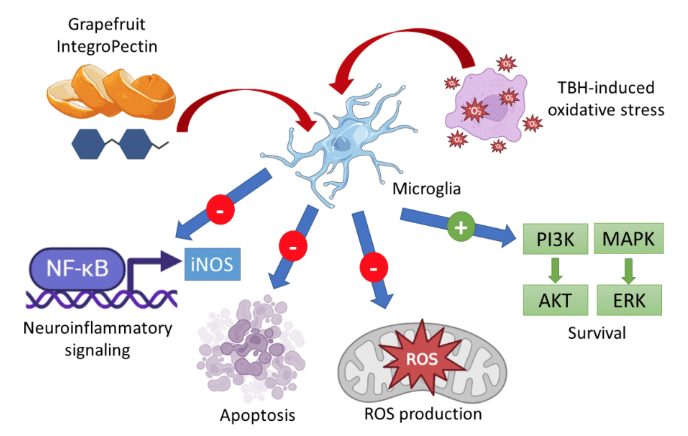 helionomics's tweet photo. Grapefruit #IntegroPectin opens new avenues for  preventing or treating neurodegenerative diseases.

Study led by Valentina Di Liberto on #microglia cells shows not only neuroprotective but also anti-inflammatory activity. 

Preprint: https://t.co/W4U0LwwqJ0
@CNRsocial_ @unipa_it https://t.co/lwB1vBf3sw